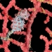 seahorse_pygmy_kbrbs3_v_0146_sul6515.jpg